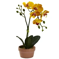 13" Orchid with Clay Vase, 4ct.
