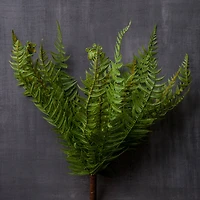 Boston Fern Bush by Ashland®