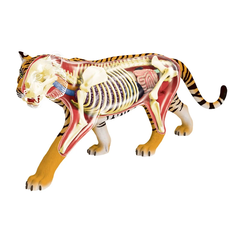 4D Vision™ Tiger Anatomy Model