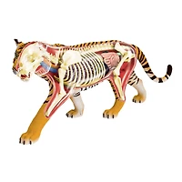 4D Vision™ Tiger Anatomy Model