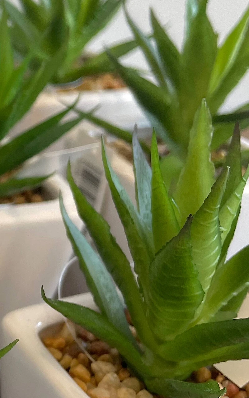 Minimalist Succulents in White Square Pot Set