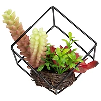 5.5" Succulent Arrangement in Black Metal Wire Frame