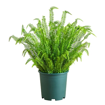 4ft. UV Resistant Artificial Boston Fern Plant with Real Touch Leaves (Indoor/Outdoor)
