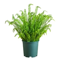 4ft. UV Resistant Artificial Boston Fern Plant with Real Touch Leaves (Indoor/Outdoor)
