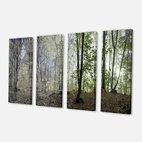 Designart - Morning in Forest Panorama
