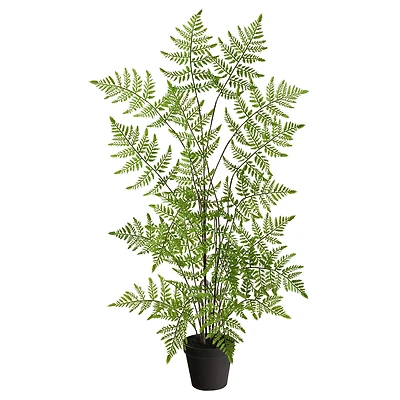 2.5ft. Potted Ruffle Fern Tree