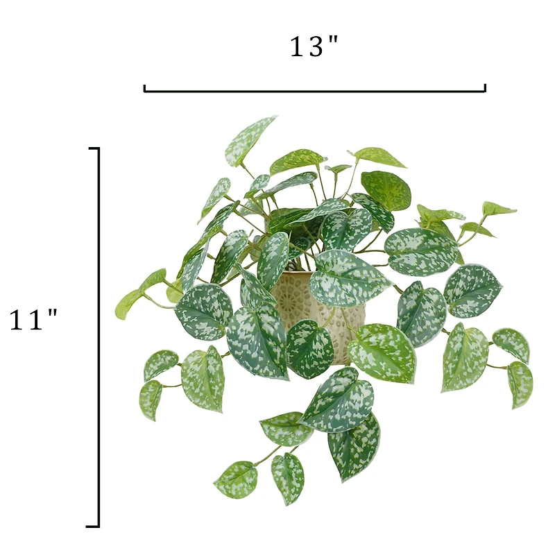 11" Silver Satin Pothos in Ceramic Pot by Ashland®