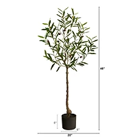4ft. Potted Olive Tree