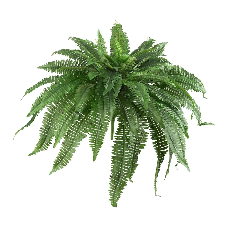 21" Boston Fern, 2ct.