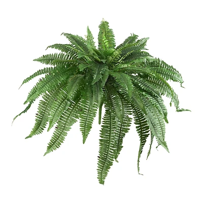 21" Boston Fern, 2ct.