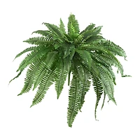 21" Boston Fern, 2ct.