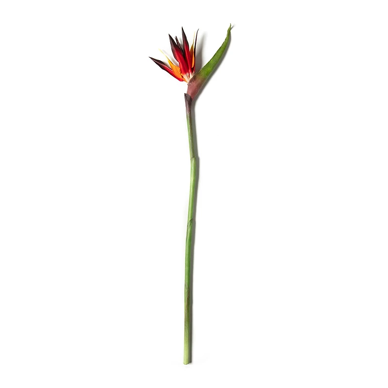 12 Pack: Tropical Bird of Paradise Stem by Ashland®