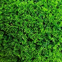 16in. UV Resistant Artificial Mediterranean Cypress Topiary Plant (Indoor/Outdoor)