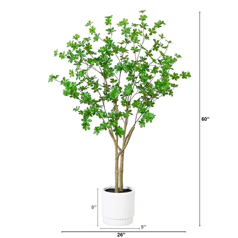 5ft. Enkianthus Tree in White Decorative Planter
