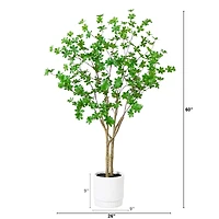 5ft. Enkianthus Tree in White Decorative Planter