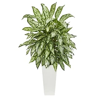 3.5ft. Silver Queen Plant in White Tower Planter