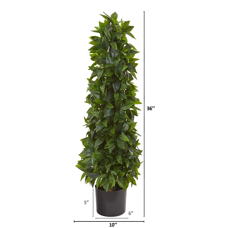 3ft. Potted Sweet Bay Cone Topiary Tree