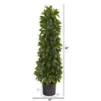 3ft. Potted Sweet Bay Cone Topiary Tree
