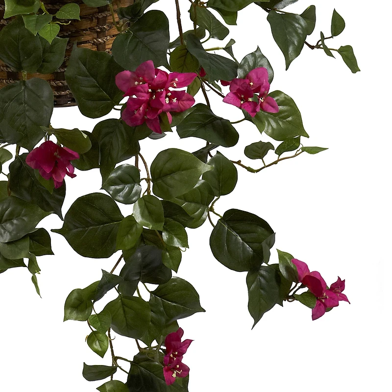 2.5ft. Bougainvillea Hanging Basket