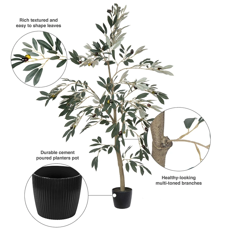 4ft. Potted Olive Tree