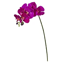 Moth Orchid Stem