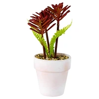 8" Red And Green Succulent Fern In Ceramic White Pot