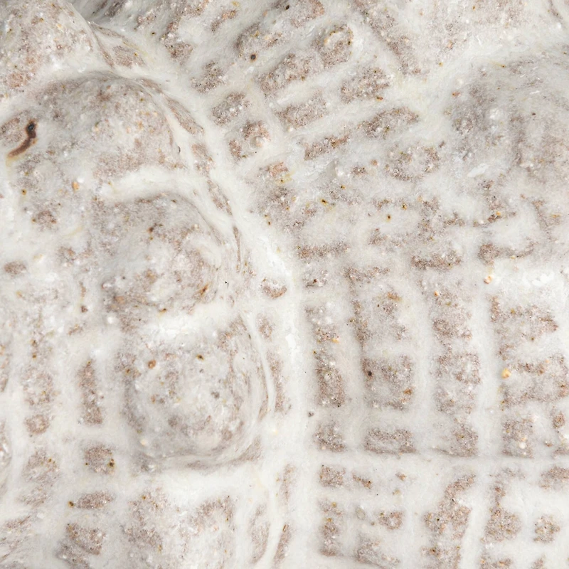 Hello Honey® 10.25" White Reactive Glaze Conch Shell Stoneware Tabletop Décor