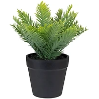 7.5" Green Chinese Yew Plant in Black Pot
