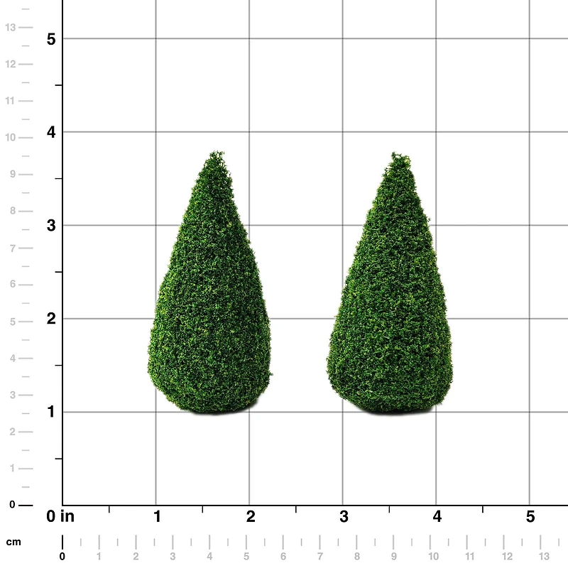 Miniature Boxwood Shrubs, 2ct. by Make Market®