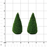 Miniature Boxwood Shrubs, 2ct. by Make Market®