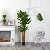 6ft. Potted Corn Stalk Dracaena