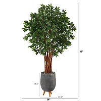 6ft. Lychee Tree in Gray Planter with Stand