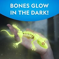 National Geographic™ Glow-in-the-Dark Gecko Dissection Lab