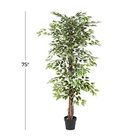 6ft. Potted Ficus Tree