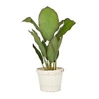 2ft. Coastal Style Artificial Foliage in White Bamboo Pot