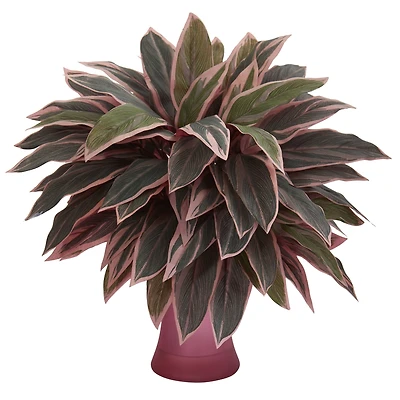 20" Caladium Plant in Rose Vase