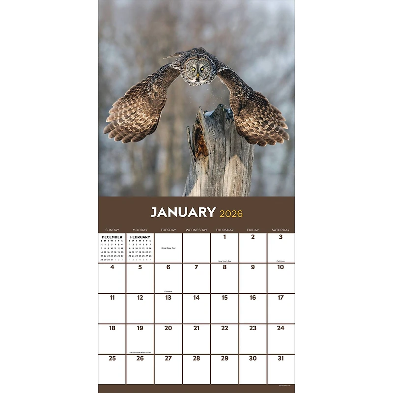 2026 Owls Wall Calendar