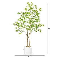 6ft. Maple Tree with White Planter