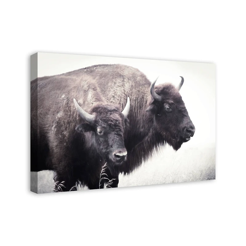Two Bison 20" x 30" Canvas Wall Art