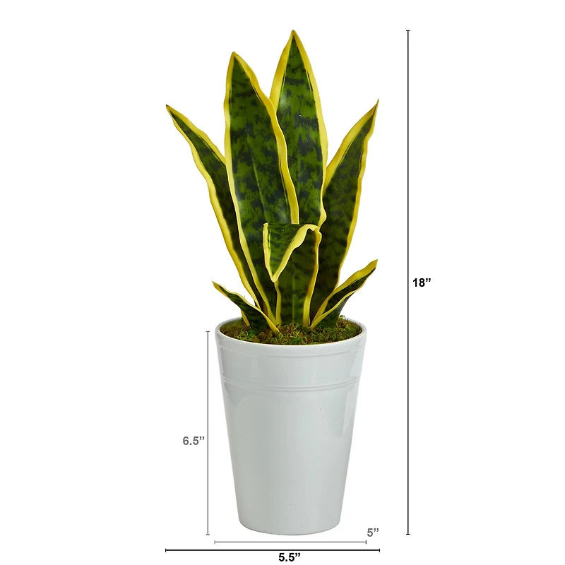 18" Snake Plant in Decorative White Planter