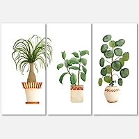 Designart - Trio of House Plants Ponytail Palm and Ficus