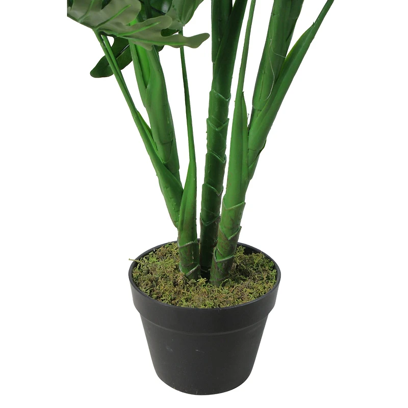 4.1ft. Potted Philodendron Hope Plant