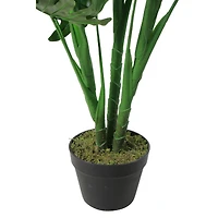 4.1ft. Potted Philodendron Hope Plant