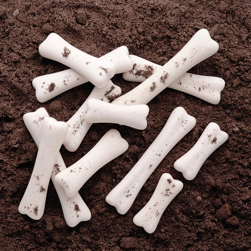 Yellow Door Dinosaur Bones Discovery Set