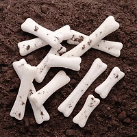 Yellow Door Dinosaur Bones Discovery Set