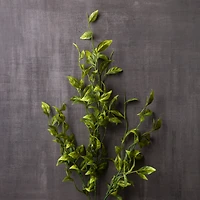 Sinojackia Leaf Stem by Ashland®