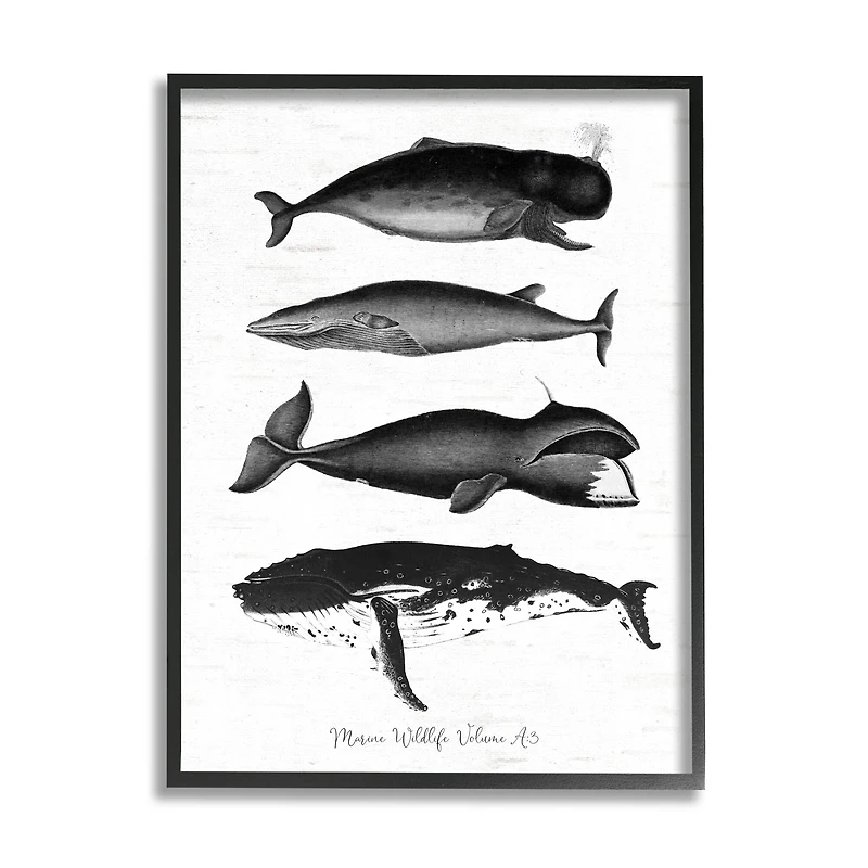 Stupell Industries Marine Wildlife Whales Drawings Diagram Framed Giclee Art