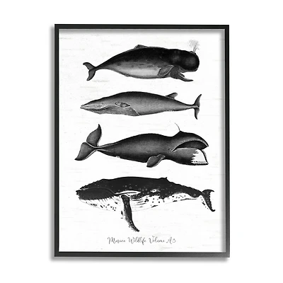 Stupell Industries Marine Wildlife Whales Drawings Diagram Framed Giclee Art