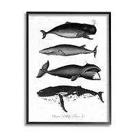 Stupell Industries Marine Wildlife Whales Drawings Diagram Framed Giclee Art