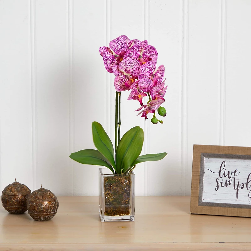 24" Pink Moth Orchid Arrangement in Vase